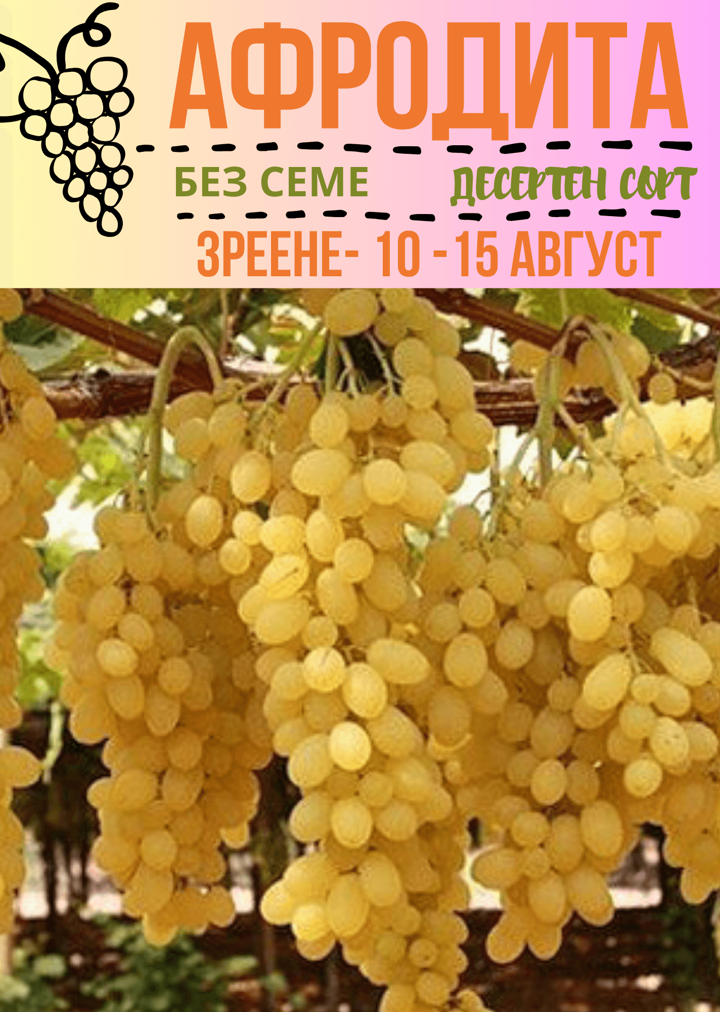 Афродита