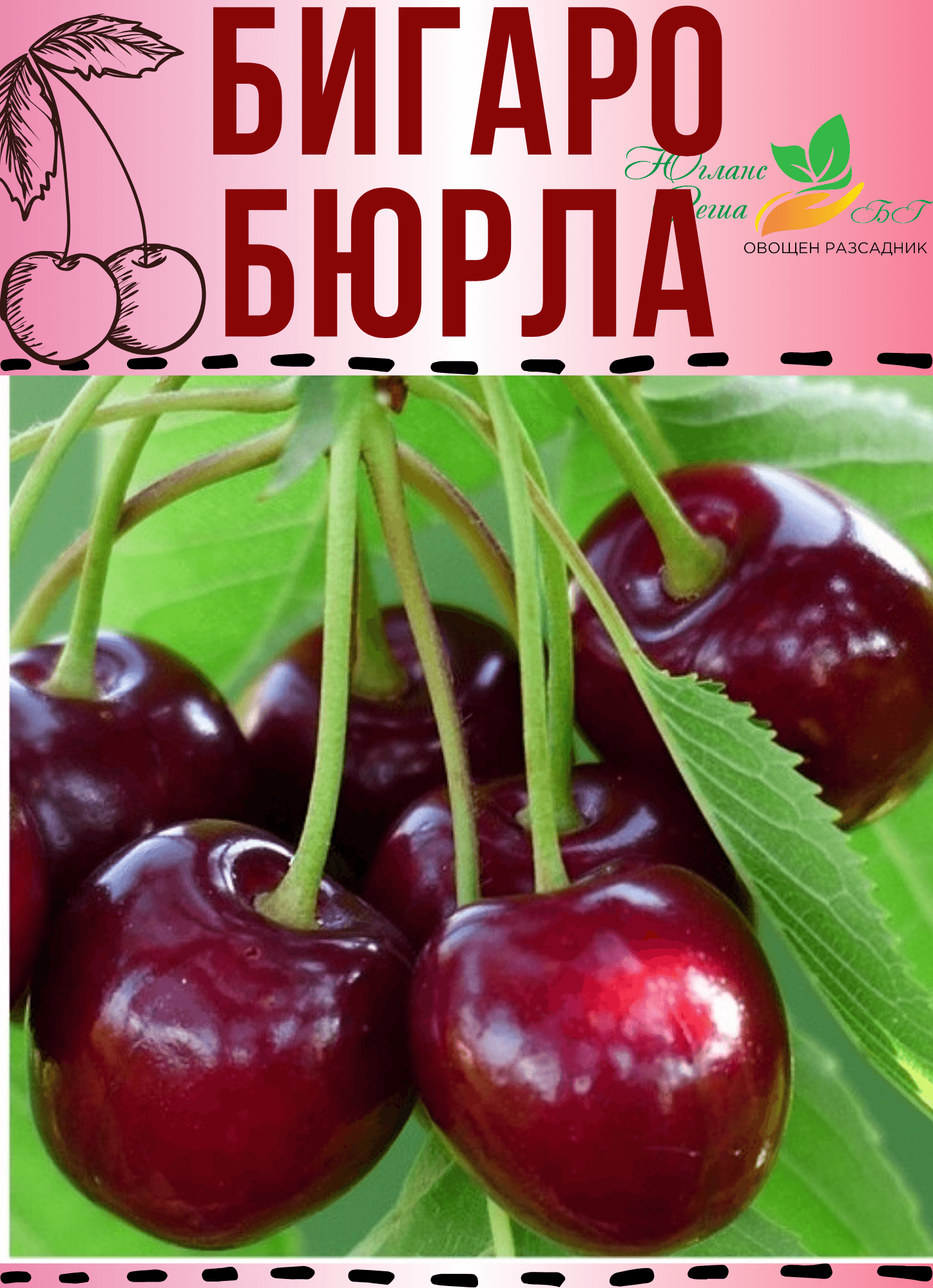 Бигаро Бюрла