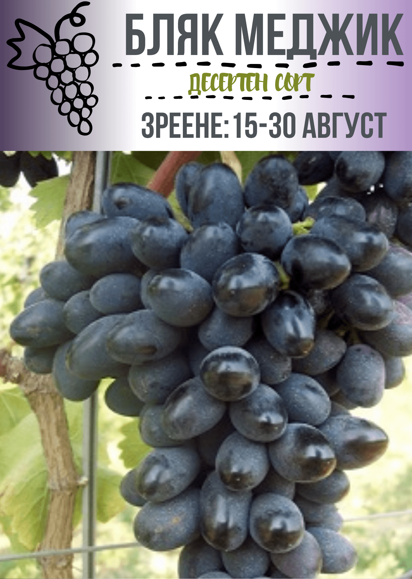 Блек меджик