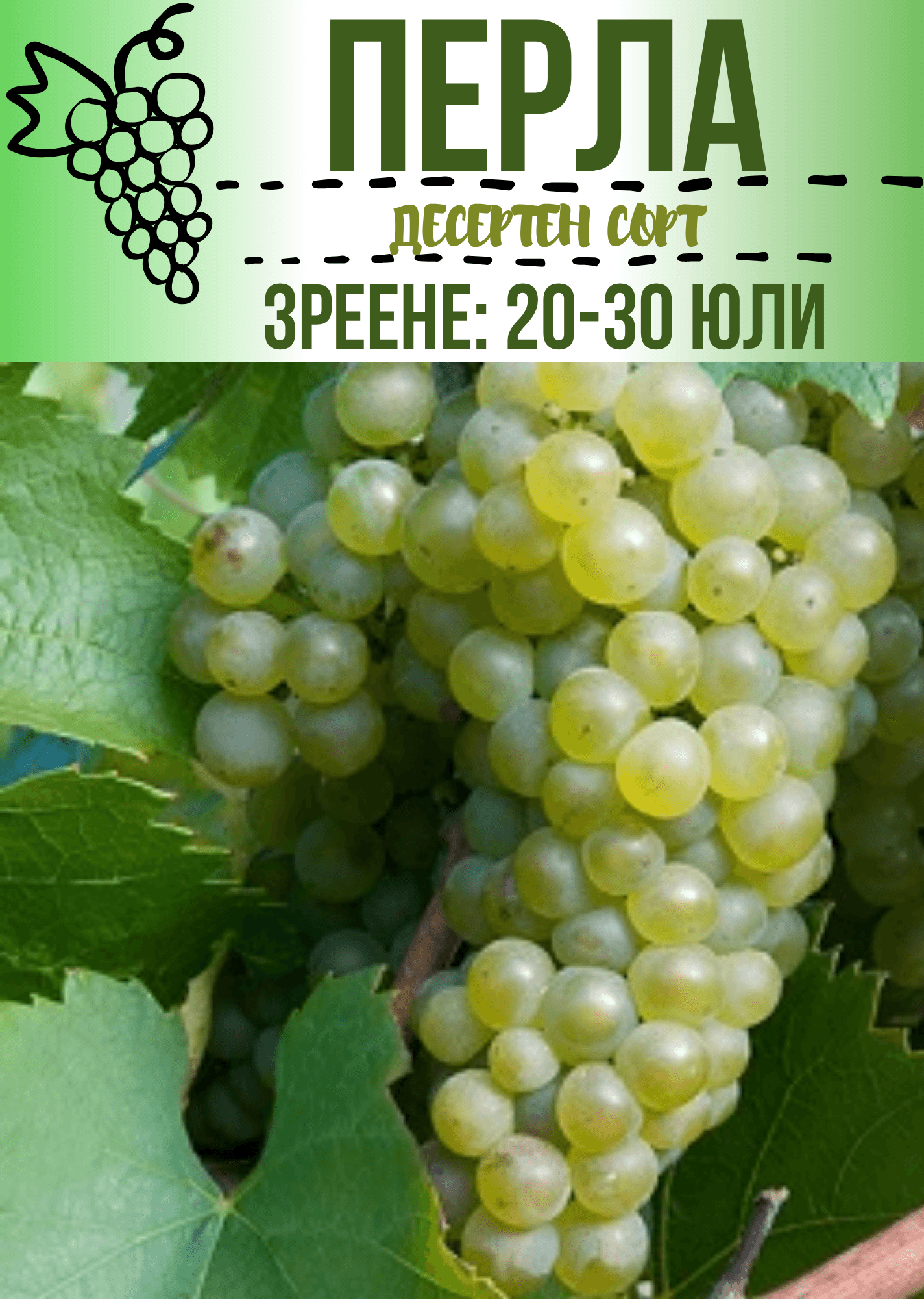 Бяла Перла