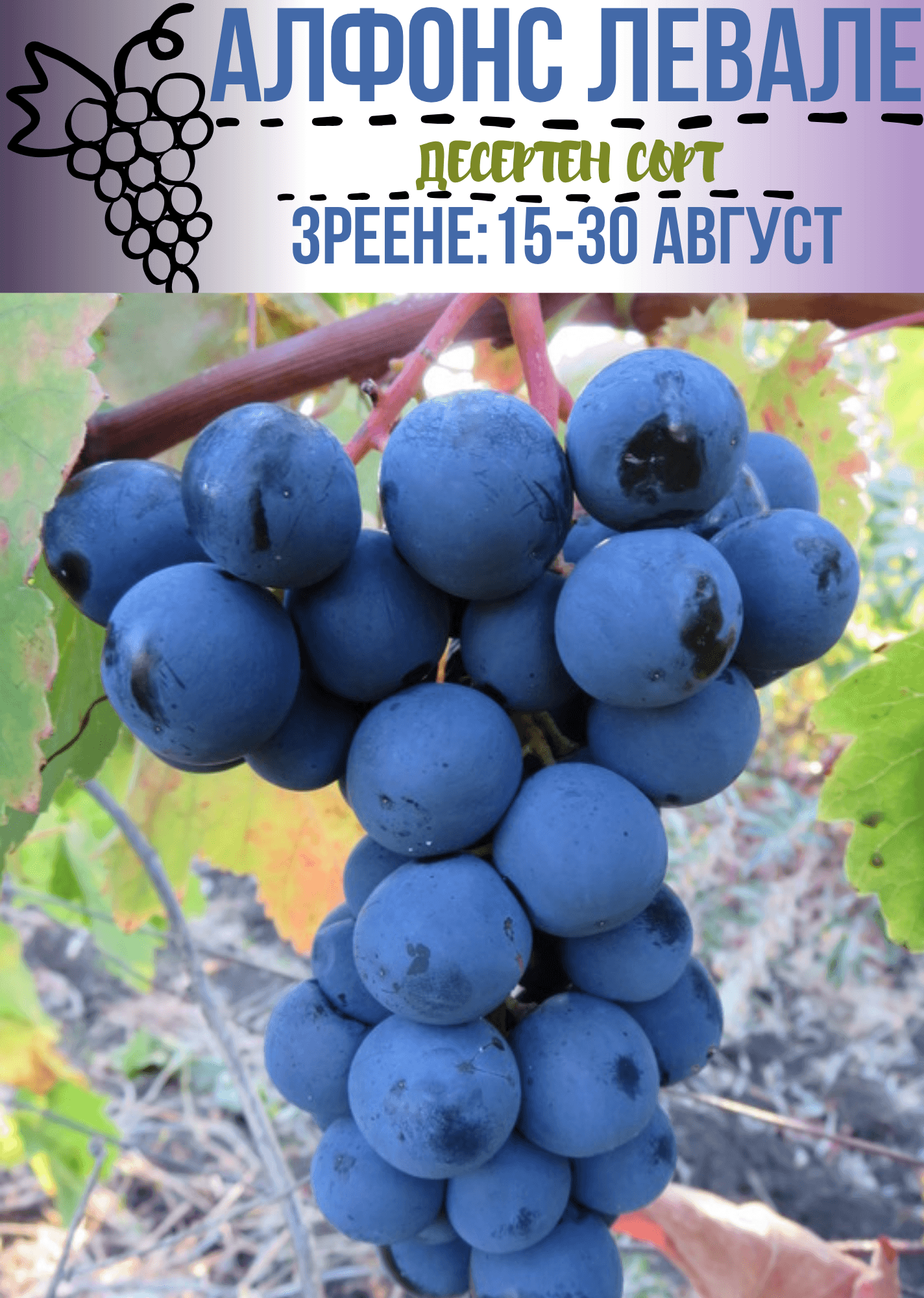 Алфонс левале
