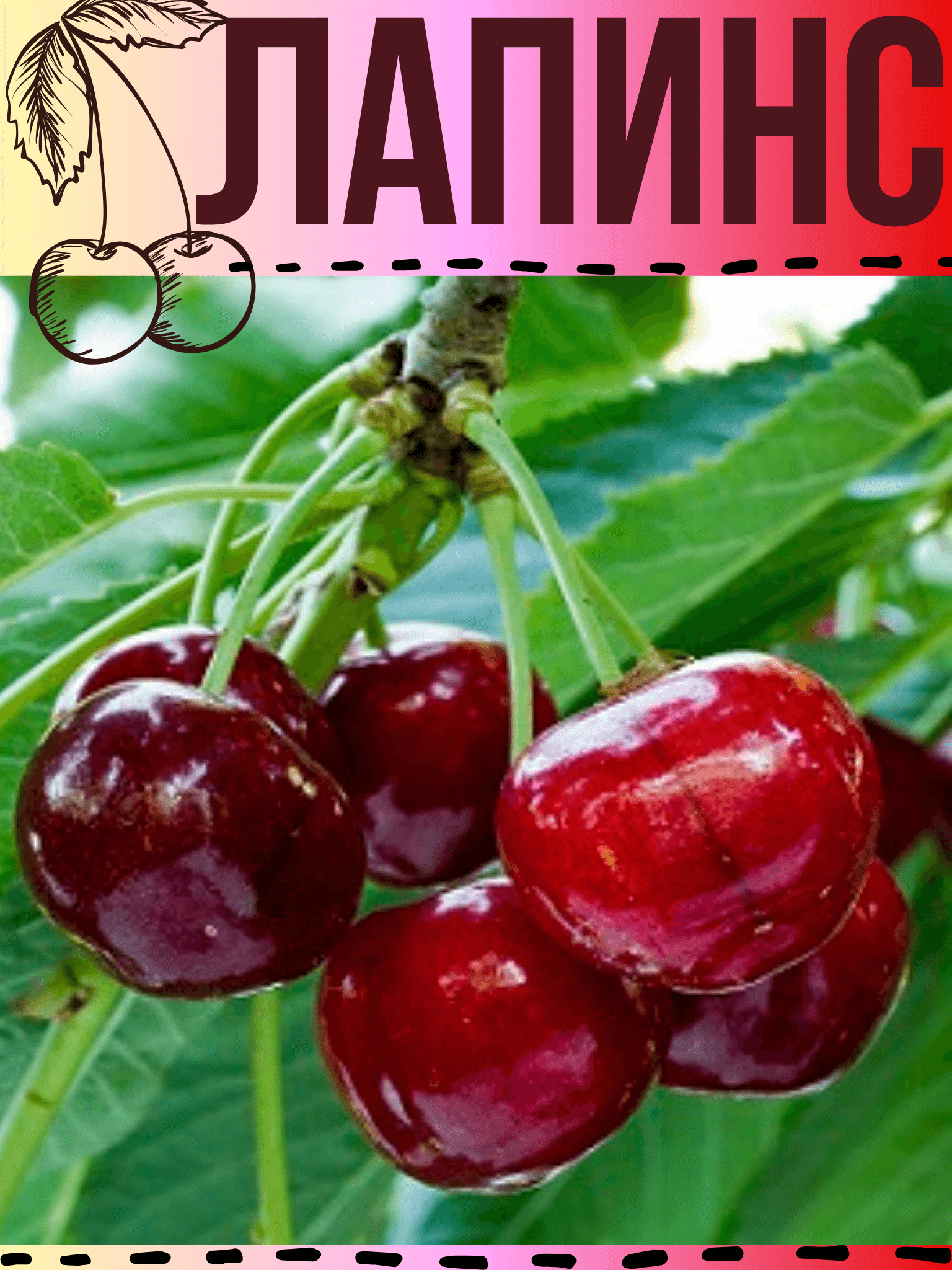 Лапинс
