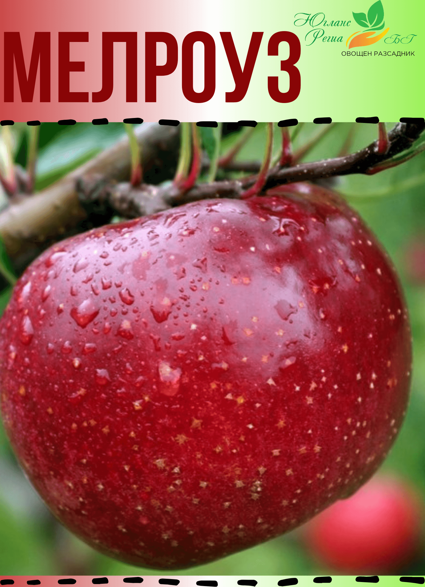 Мелроуз