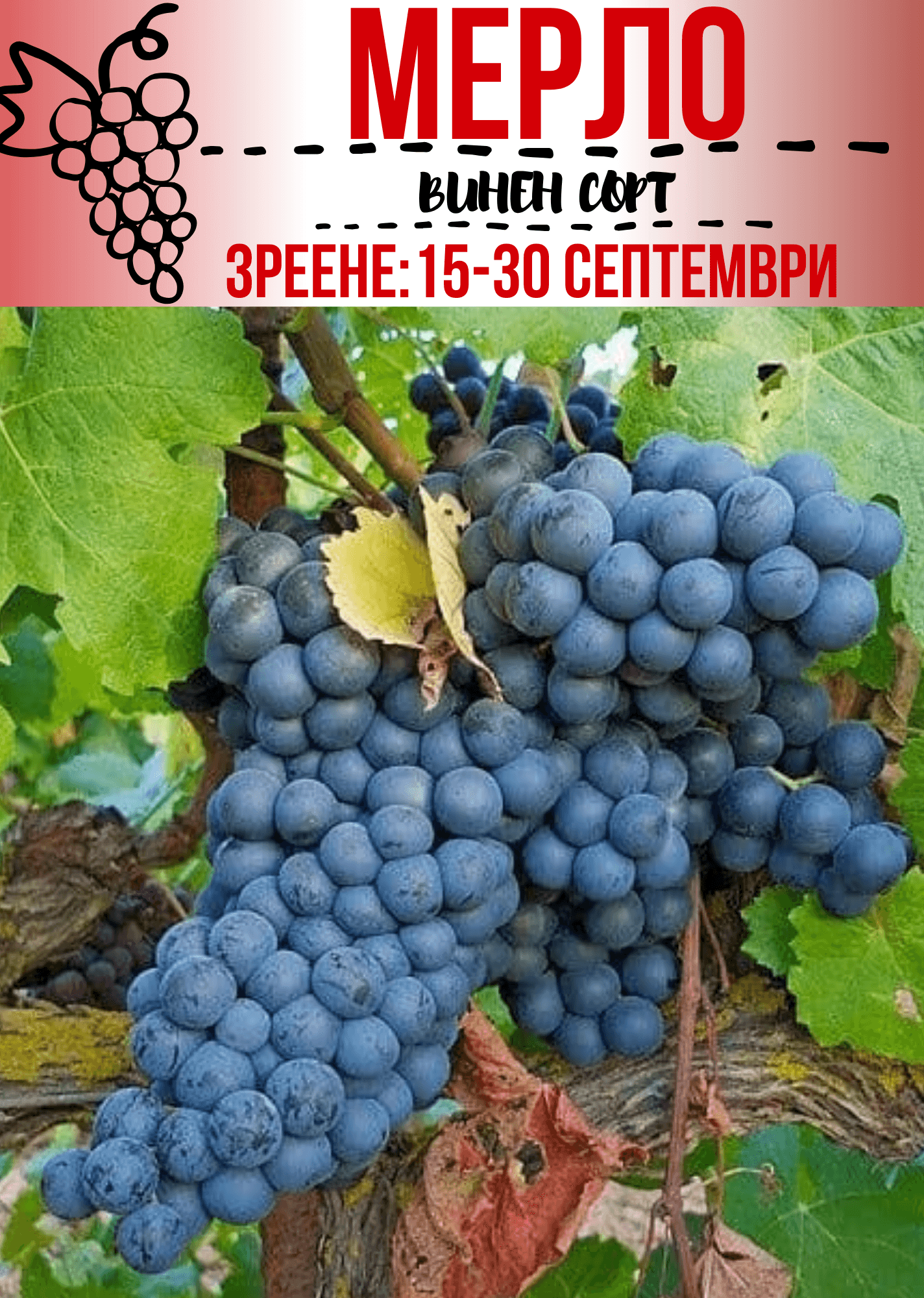 Мерло