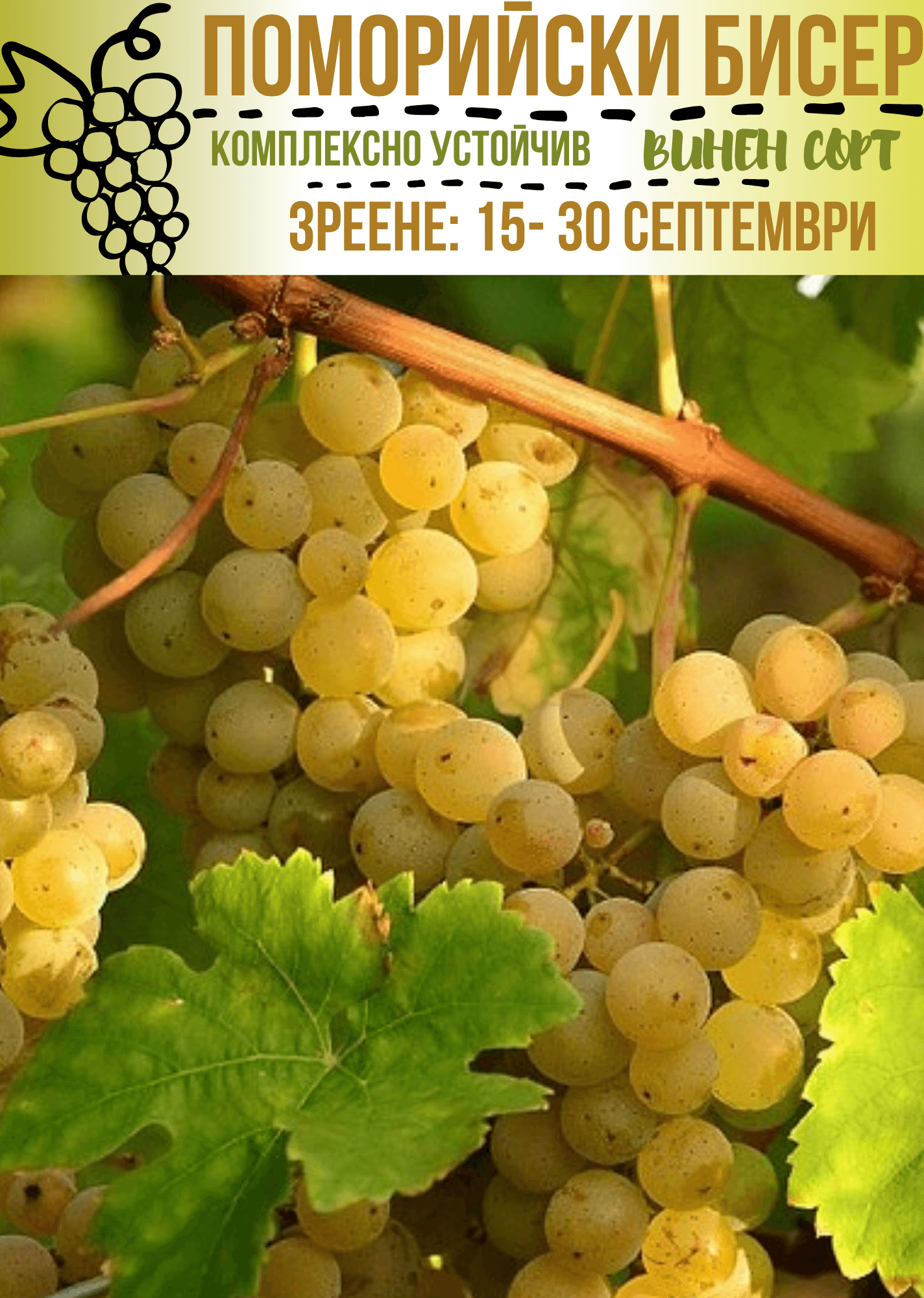 Поморийски бисер