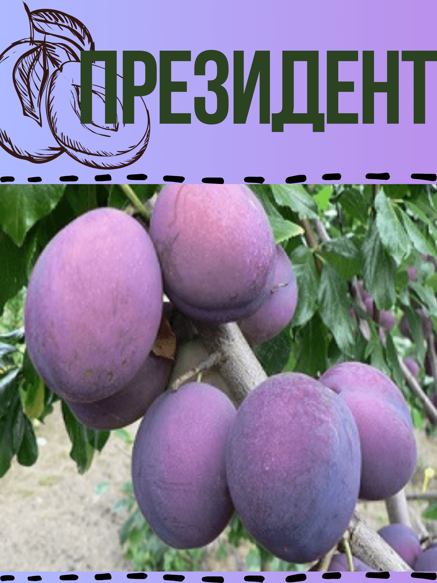 Президент