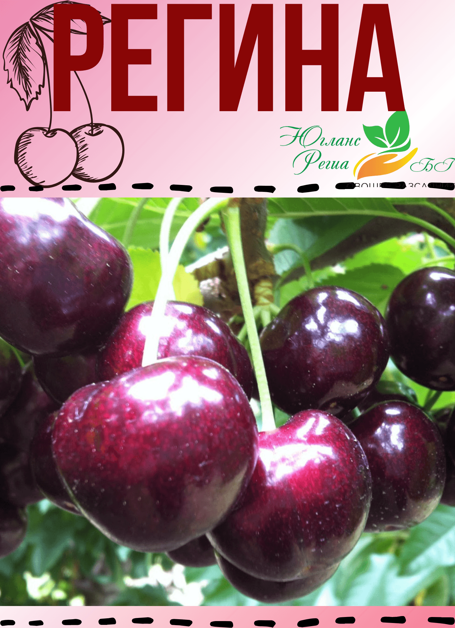 Регина