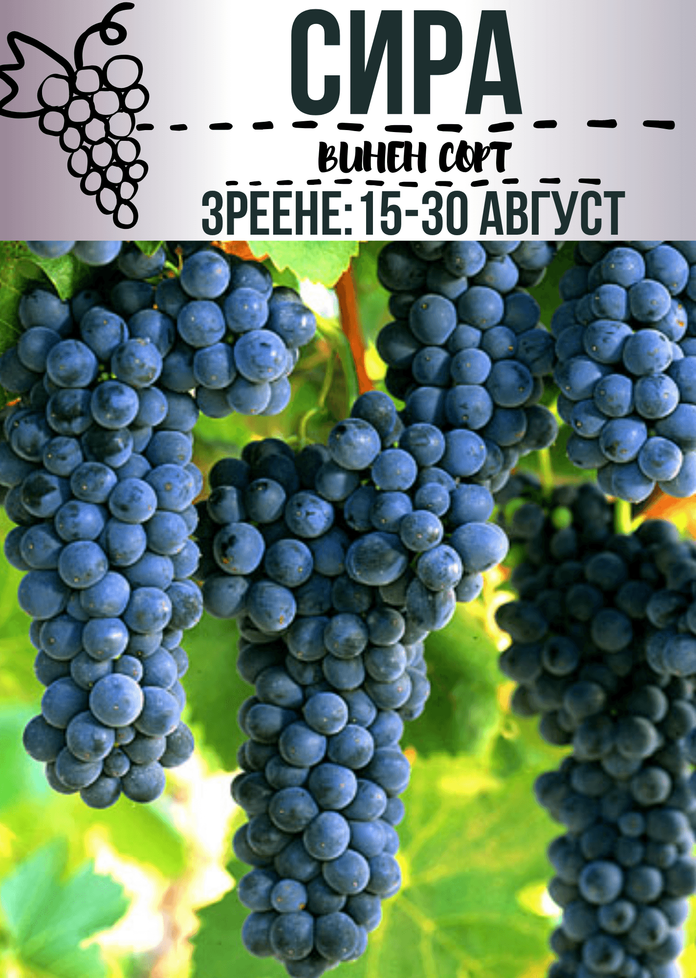 Сира