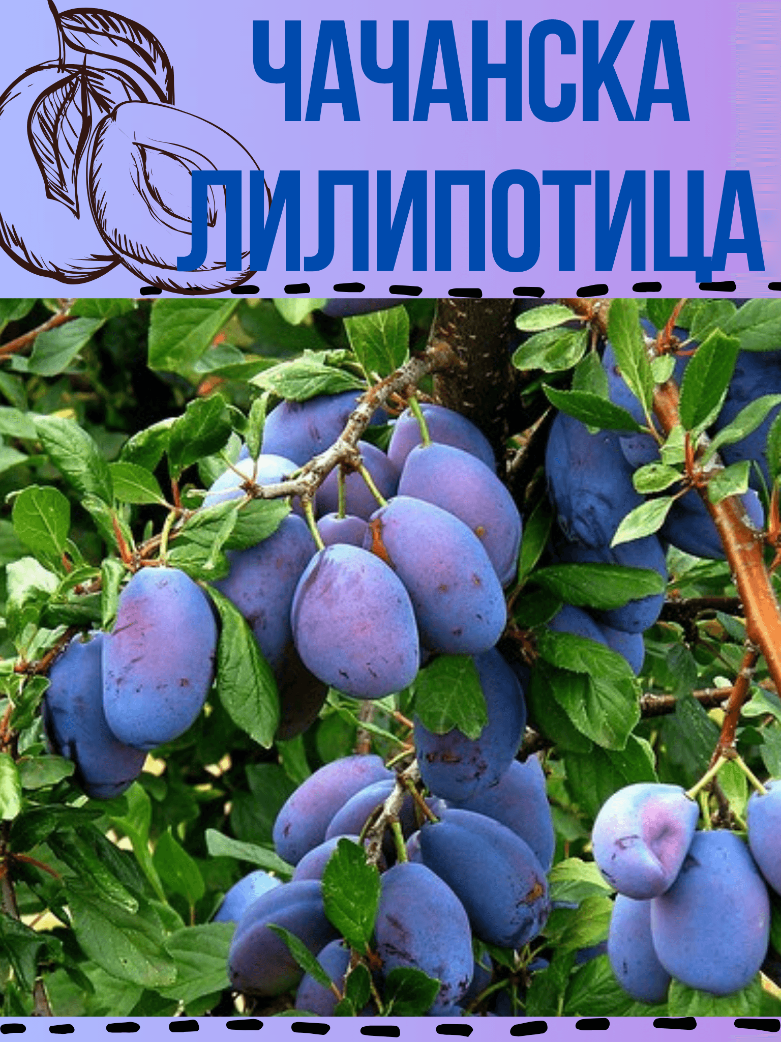 Чачанска липотица