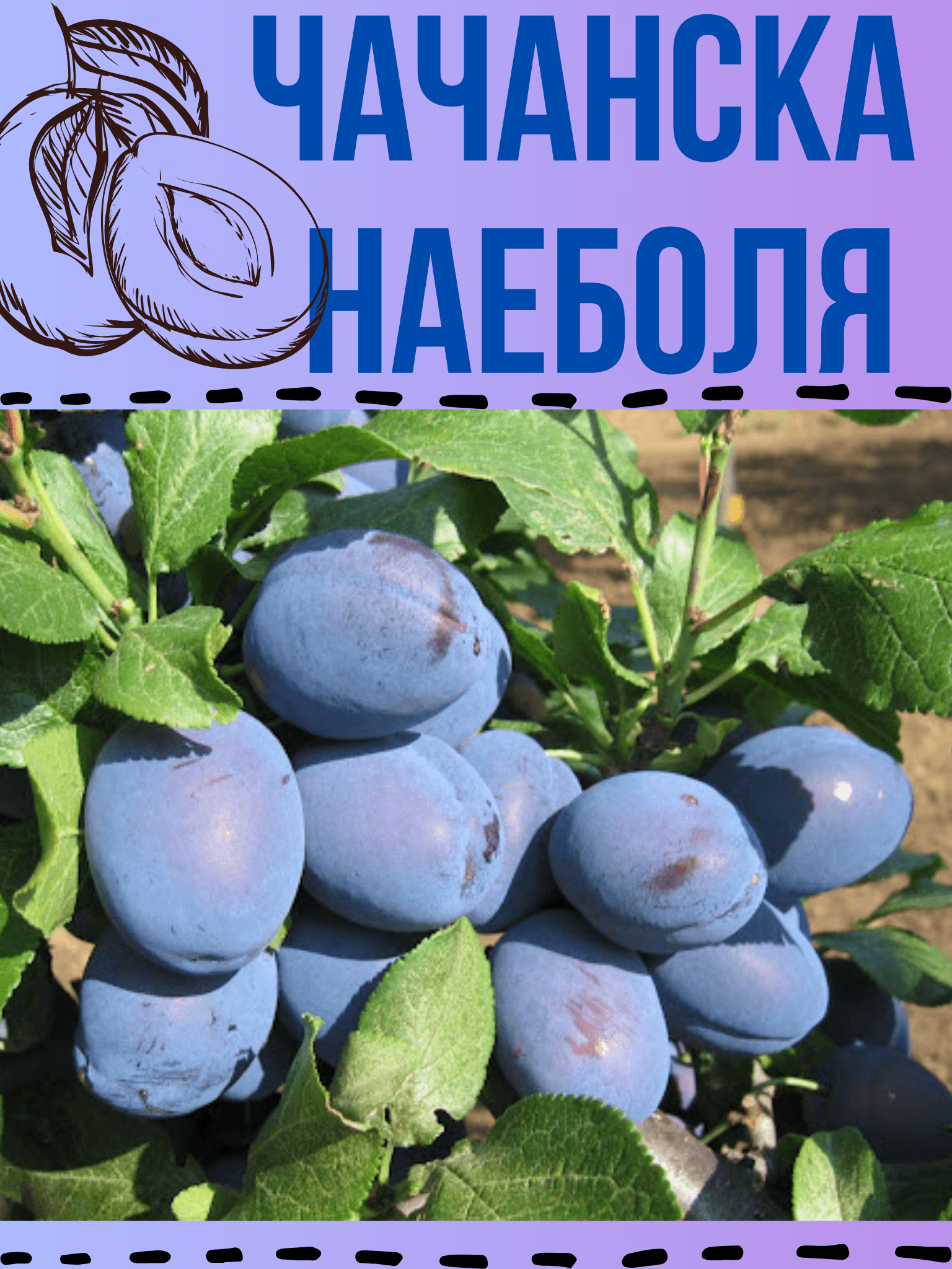 Чачанска найболие